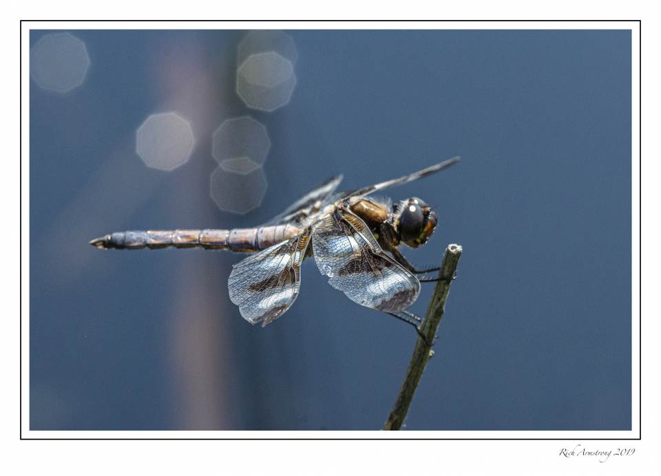 dragonfly 4.jpg